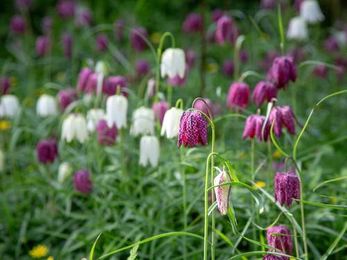 Fritillaria meleagris - 20,