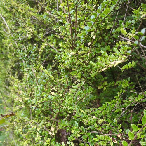 Lonicera nitida hedging - ,