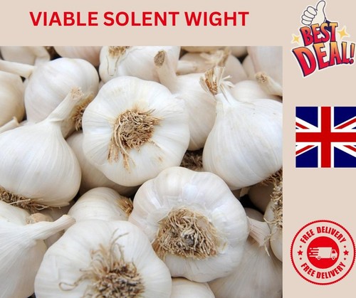20x loose garlic - loose,