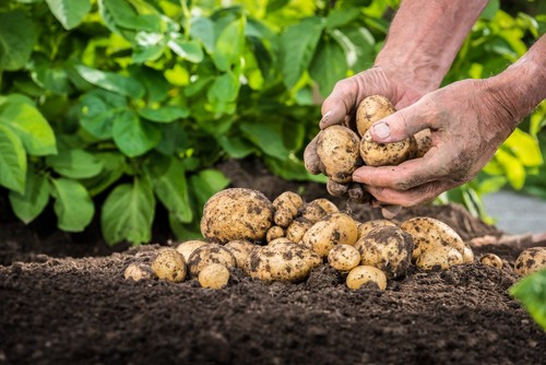 Christmas seed potatoes - christmas,